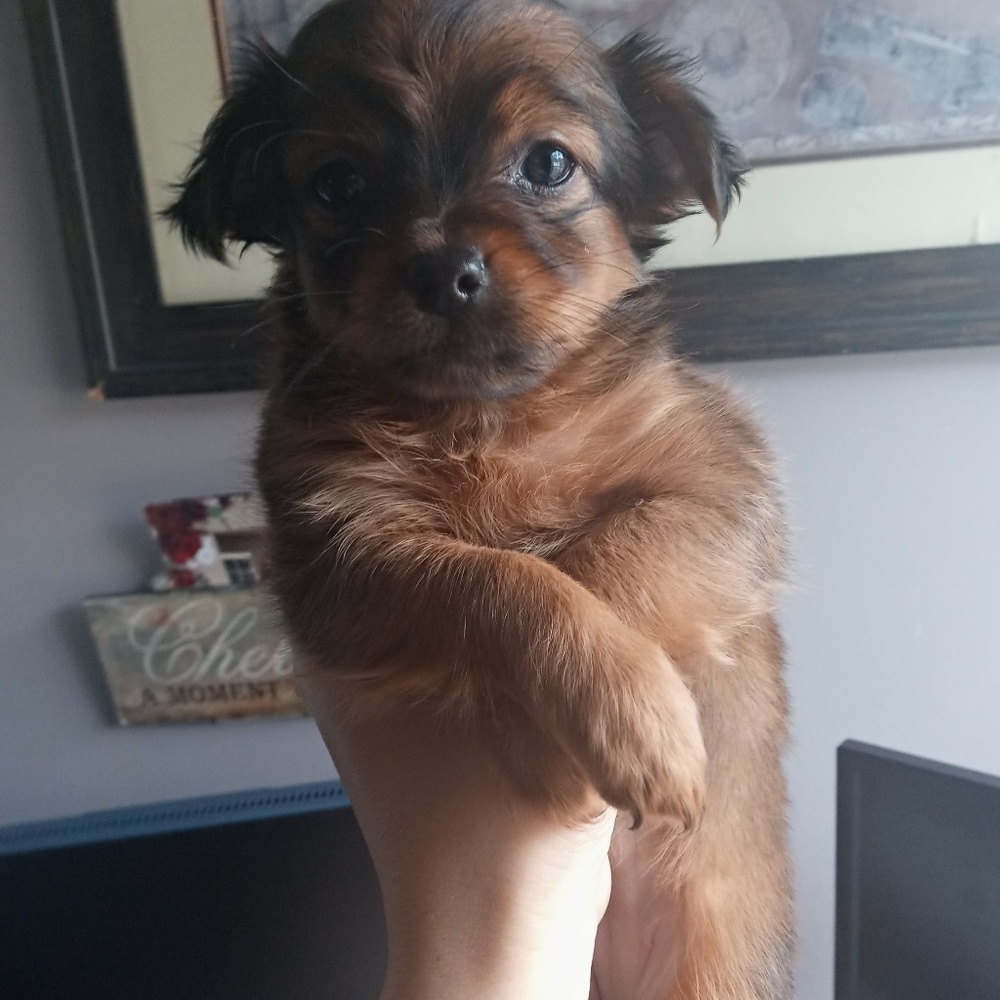 Meet your Posher, Denise